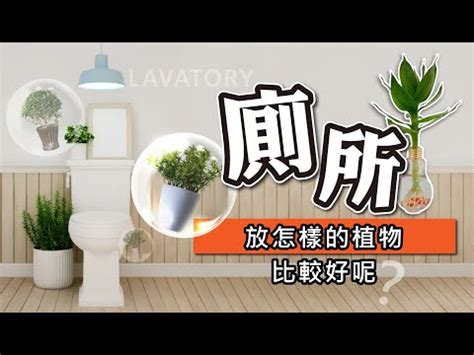 廁所可以放植物嗎